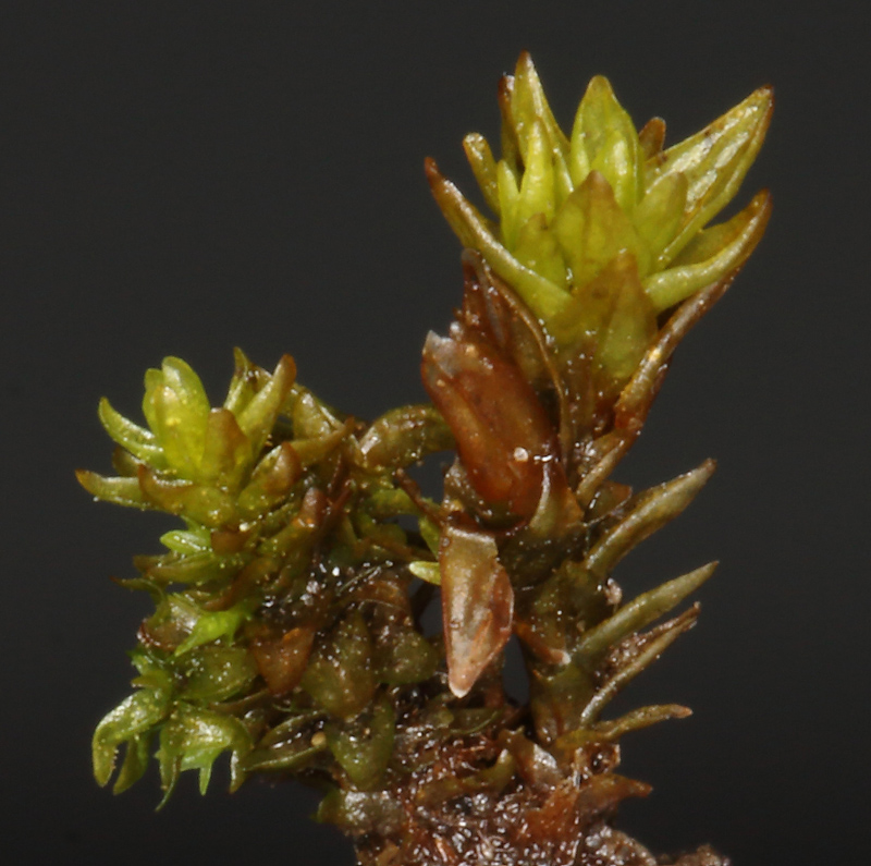 Nyholmiella obtusifolia